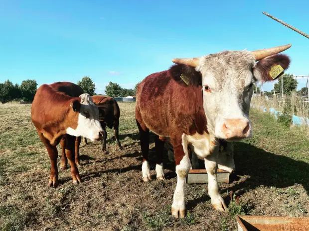 Grasgevoerde runderen
