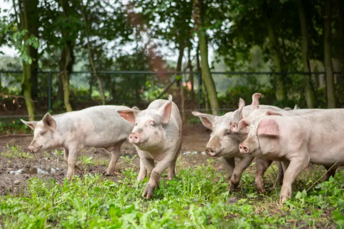 Vrije uitloop varkens