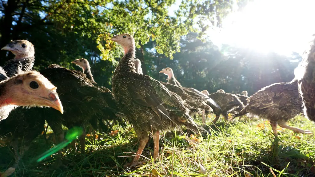Freiländer kuikens.webp