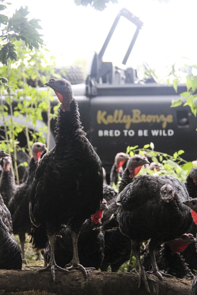 De KellyBronze kalkoen | Kerst of Thanksgiving