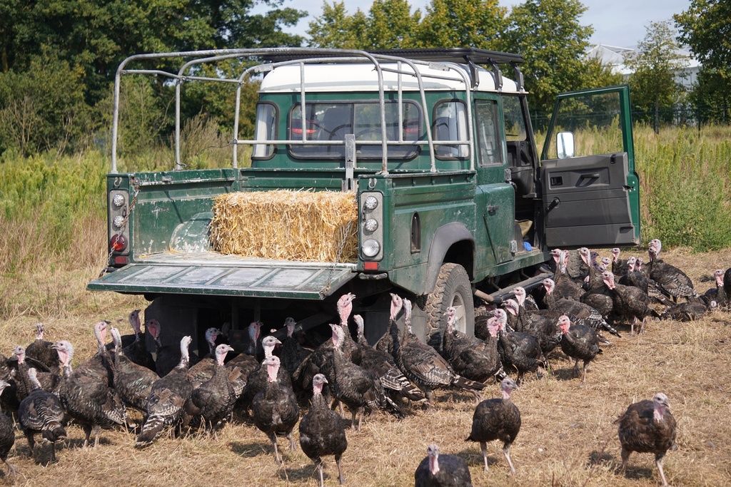 De KellyBronze kalkoen | Kerst of Thanksgiving