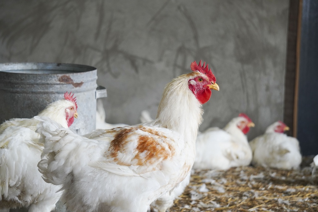 HeiHoen | Hele Kip | Dry-aged